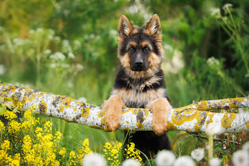 cute german shepherd puppy standing on a fallen tree with his paws