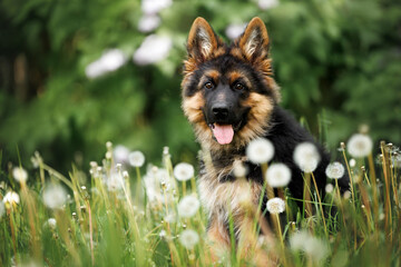 cute german shepherd puppy posing on a meadow with white dandelions