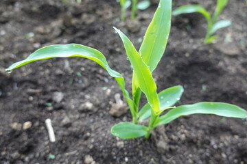 Young corn seedling growing in fertile soil
