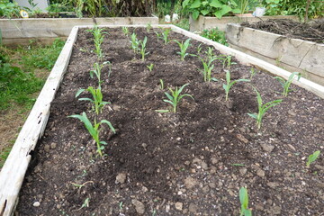 Young corn seedlings growing in raised garden bed