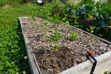 Young pepper plants growing in raised garden bed with irrigation system