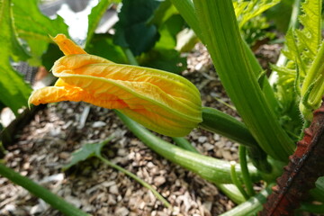 Growing zucchini plant showing its beautiful yellow flower