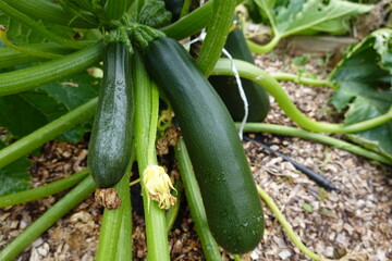 Growing zucchini plants in vegetable garden: close-up of fresh vegetables