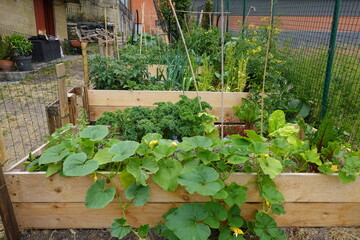 Growing vegetables in raised garden beds with trellis and wire mesh fence