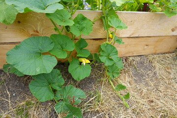 Pumpkin plant growing in raised garden bed with straw mulch