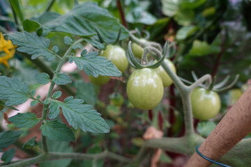 Green tomatoes growing on vine in garden