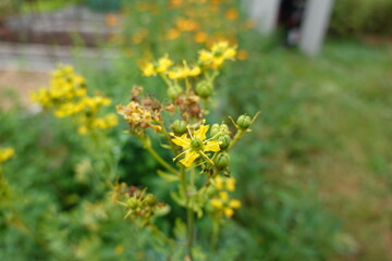 Common rue (ruta graveolens) blooming in garden
