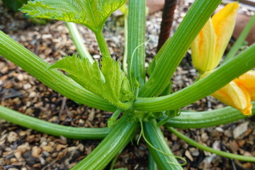 Obraz premium Zucchini plant growing in vegetable garden with mulch