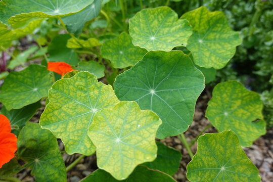 Nasturtium leaves showing signs of nutrient deficiency in garden