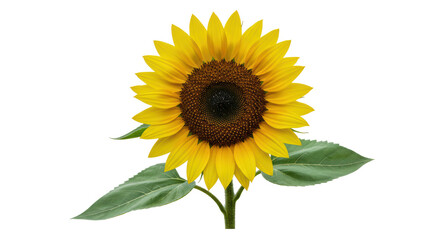 Obraz premium Isolated Sunflower