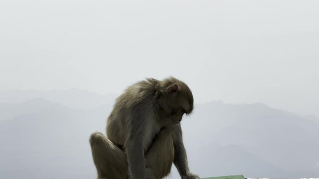 Cinematic footage capturing the spiritual journey and vibrant atmosphere of the Vaishno Devi pilgrimage in Katra, nestled in the scenic Trikuta Mountains of Jammu and Kashmir.
