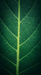 Obraz premium Green Leaf Close-Up Macro Detailed Texture