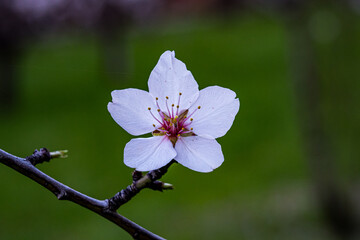 Macro photo of a fully opened almond blossom with white and pink petals and yellow stamens, captured in sharp detail with a soft dark green blurred background