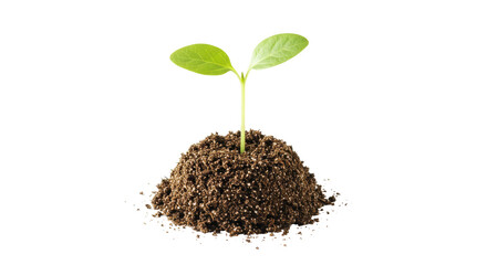 Isolated Small Plant in Soil