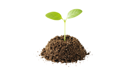 Isolated Small Plant in Soil