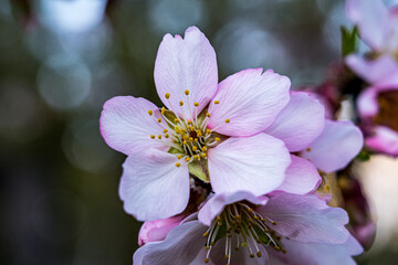 Macro photo of a fully opened almond blossom with white and pink petals and yellow stamens, captured in sharp detail with a soft dark green blurred background