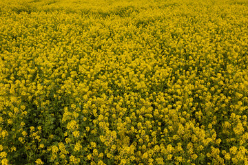 Dense blooming rapeseed field with yellow flowers covering entire frame. Agricultural flower field photography. Rapeseed farming and spring crop concept. Design for wallpaper, banner, postcard