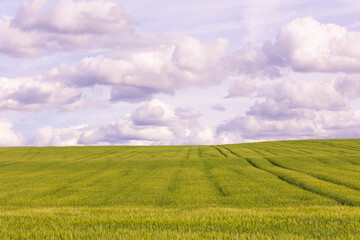 Green cereal crop field with visible tractor lines under cloudy sky. Agricultural landscape photography. Cereal farming and countryside concept. Design for wallpaper, banner, postcard, poster. 