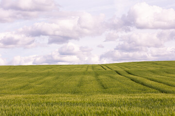 Green cereal crop field with visible tractor lines under cloudy sky. Agricultural landscape photography. Cereal farming and countryside concept. Design for wallpaper, banner, postcard, poster. 