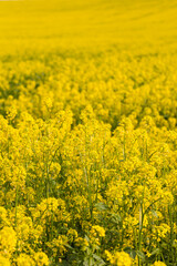 Close-up view of blooming yellow rapeseed flowers in agricultural field with blurred background....