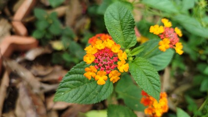Lantana camara (common lantana) is a species of flowering plant in the verbena family (Verbenaceae), native to the American tropics.
