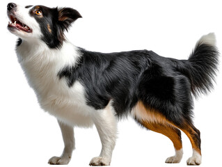 Obraz premium Loyal Gaze of an Aussie: A striking Australian Shepherd stands proudly, its intelligent eyes gazing upwards, a testament to its breed's loyalty and trainability.