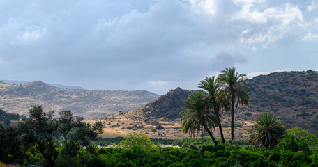 Tall date palms standing against a backdrop of blue sky and mountains in Cyprus, creating a tropical and Mediterranean landscape.