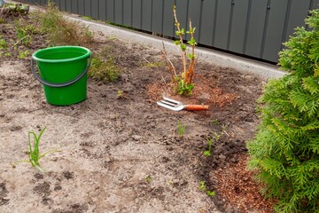 A lush, green bucket and gardening fork set against a backdrop of plants in a backyard.
