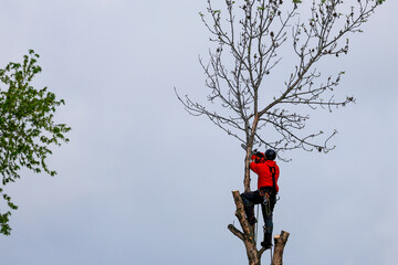 Un homme coupe des branches d'arbre. Un arboriste au travail. &Eacute;mondeur.