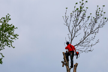 Un homme coupe des branches d'arbre. Un arboriste au travail. &Eacute;mondeur.
