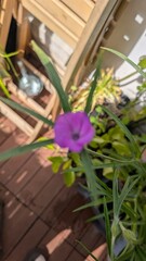 Kornrade (Agrostemma githago)