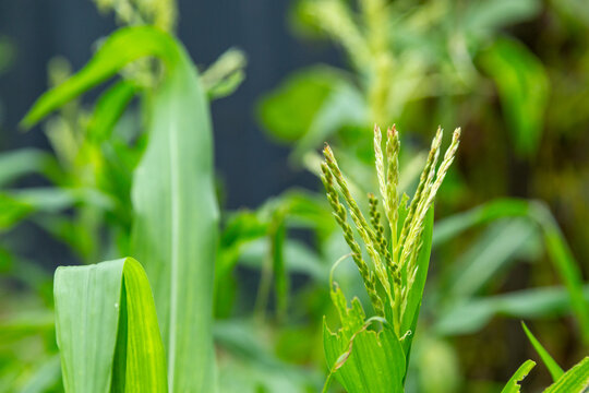 Close-up of maize flower (m) tassels in a vegetable garden patch.