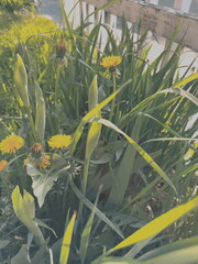 pissenlits en été