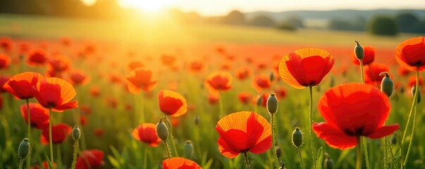 Fototapeta premium A vibrant field of red poppies swaying gently in the summer breeze, bathed in golden sunlight Perfect for nature, floral, and summer themes , blossoms, corn poppy