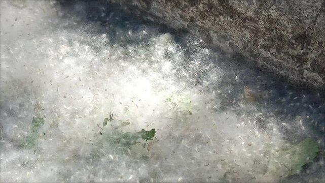 Fluffy white poplar fluff lies along the curb on the road. Poplar blossoms in hot weather in June and May. Poplar seeds.