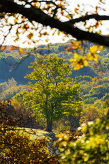 Majestic tree standing on a hill in autumn landscape in Slovakia