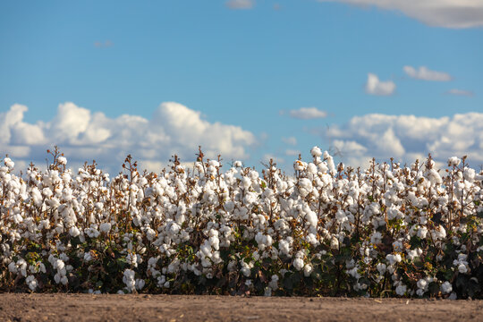 Field of cotton front on with sunny blue skies