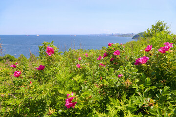 Blooming Rosa Rugosa on the sea coast