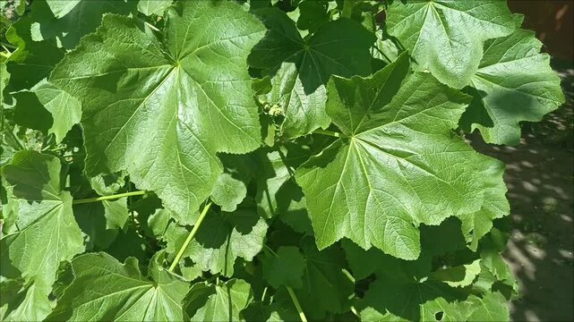 The large leaves of Malva verticillata grow in the garden.  Gardening. An ornamental plant. 