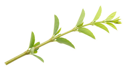 Isolated Fresh Green Sprout on White