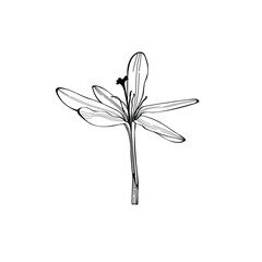 Crocus or saffron flower. Floral botanical flower. Isolated illustration element. Vector hand drawing wildflower for background, texture, wrapper pattern, frame or border.
