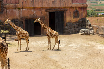 giraffes in the zoo