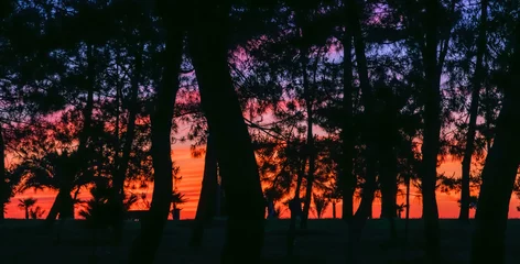 Fototapeten Wohnzimmer Silhouetted trees against a colorful sunset. This image evokes a sense of tranquility and natural beauty. Ideal for themes related to nature and serenity.  © ismailgazel