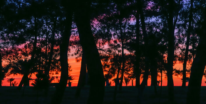 Silhouetted trees against a colorful sunset. This image evokes a sense of tranquility and natural beauty. Ideal for themes related to nature and serenity.