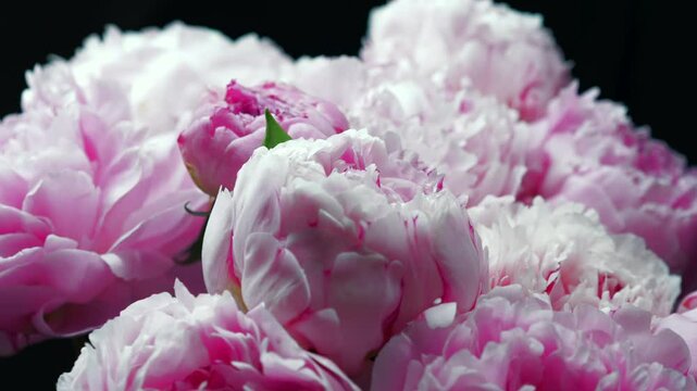 Many peonies close-up.
Peony bloom.
Beautiful and large bouquet of pink peonies in the room.
Still life, bloom, beautiful, sick, many