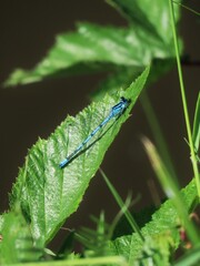 This peaceful nature photograph captures an Azure Damselfly in a moment of stillness, perched gracefully on a verdant leaf.