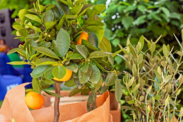 decorative citrus tree with oranges outside