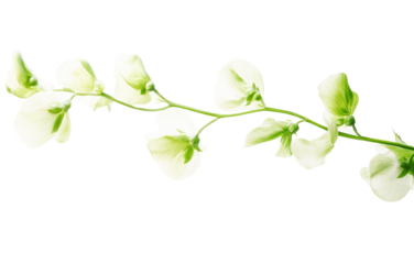 Elegant pale green sweet pea blossom branch isolated on transparent PNG
