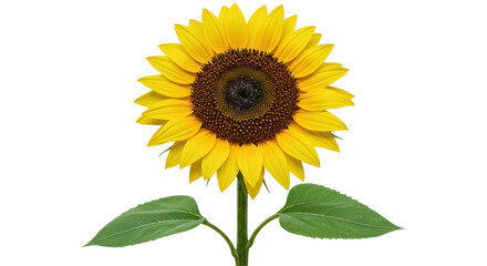 Fototapeta premium Isolated Sunflower