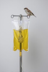 Bird perched on medical IV bag in a clinical setting during daylight hours